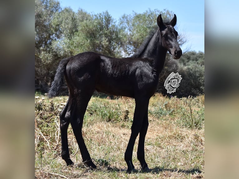 Menorquiner Hingst Föl (04/2024) 162 cm Svart in Menorca