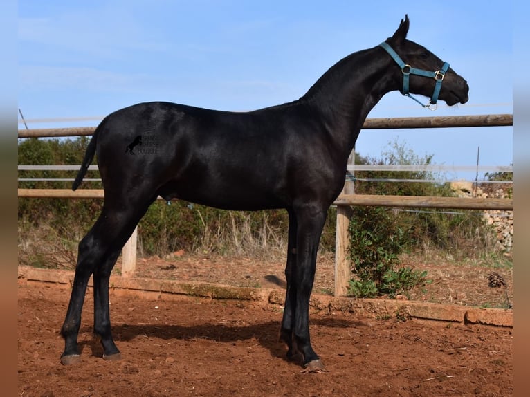 Menorquiner Hingst Föl (03/2024) 162 cm Svart in Menorca