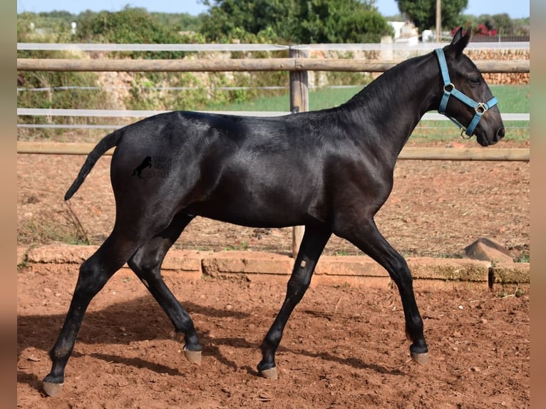 Menorquiner Hingst Föl (03/2024) 162 cm Svart in Menorca