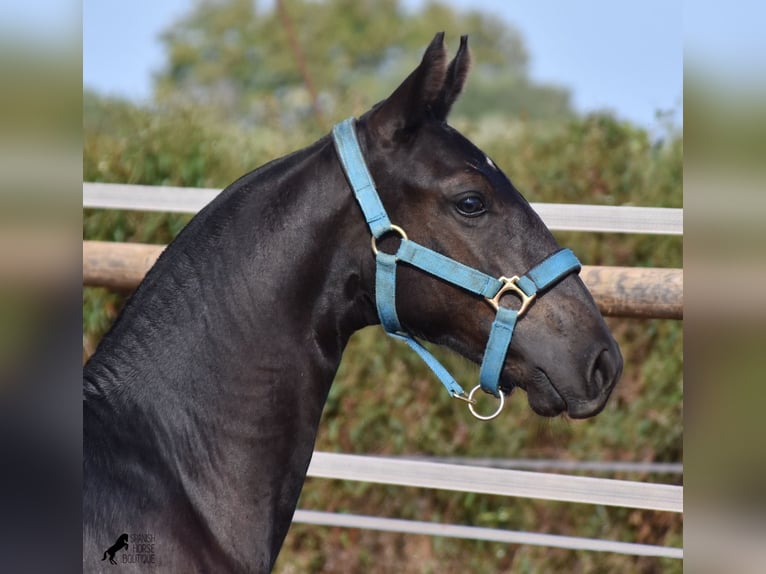 Menorquiner Hingst Föl (03/2024) 162 cm Svart in Menorca