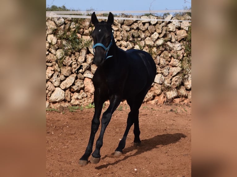 Menorquiner Hingst Föl (03/2024) 162 cm Svart in Menorca