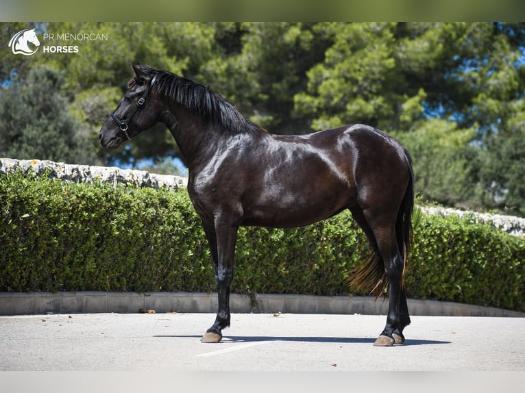 Menorquiner Sto 2 år 154 cm Svart in Menorca