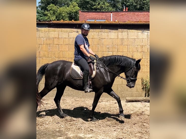 Menorquiner Sto 6 år 164 cm Svart in Herenthout