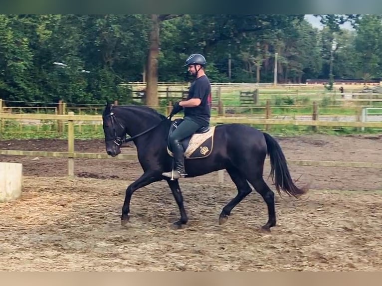 Menorquiner Sto 6 år 164 cm Svart in Herenthout