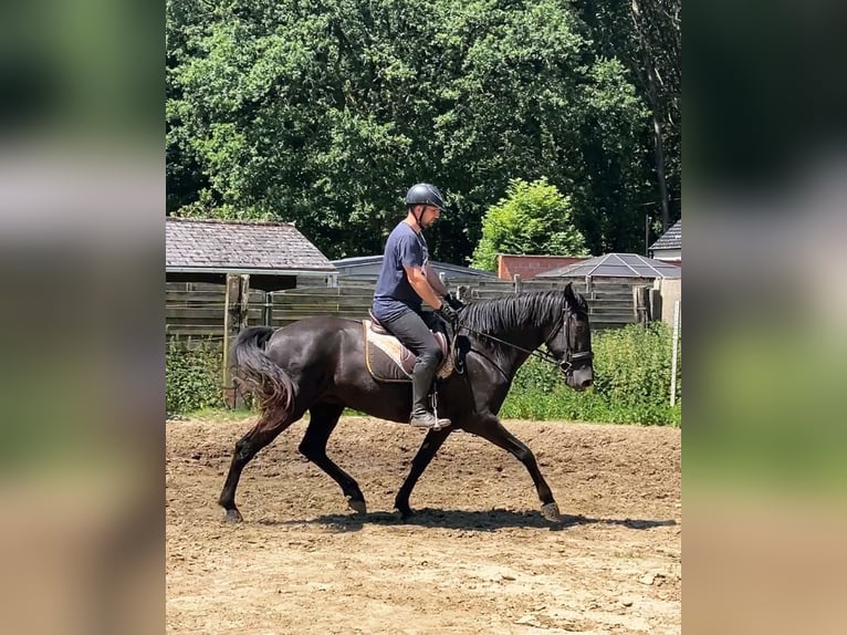 Menorquiner Sto 6 år 164 cm Svart in Herenthout