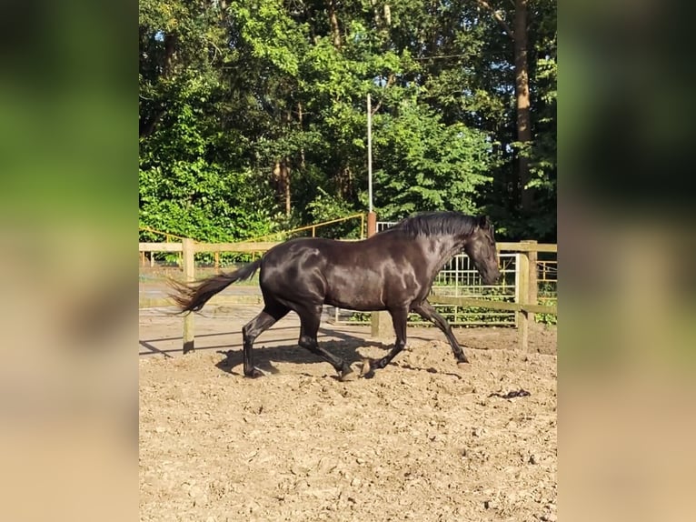 Menorquiner Sto 6 år 164 cm Svart in Herenthout