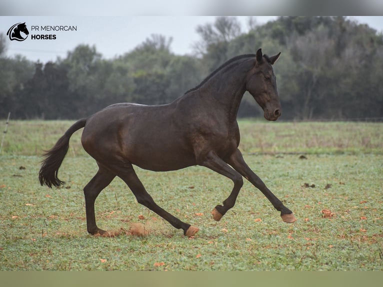 Menorquiner Sto 7 år 151 cm Svart in Menorca