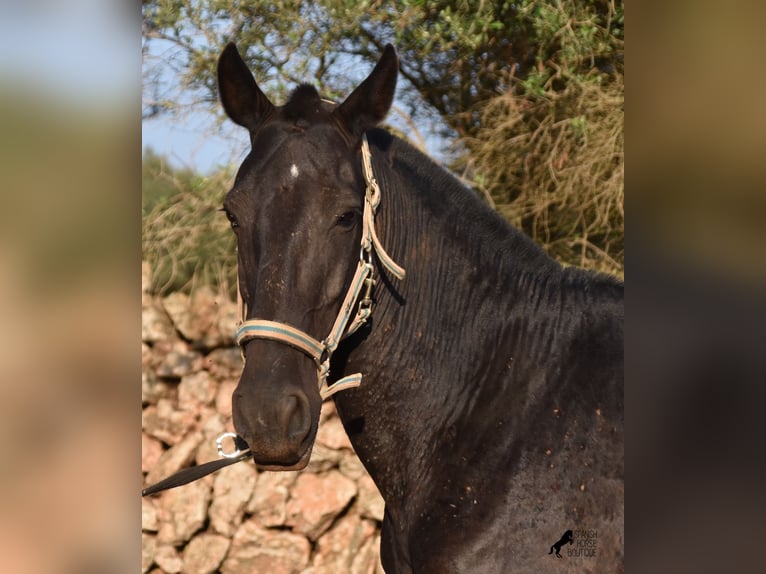 Menorquiner Sto 8 år 160 cm Svart in Menorca