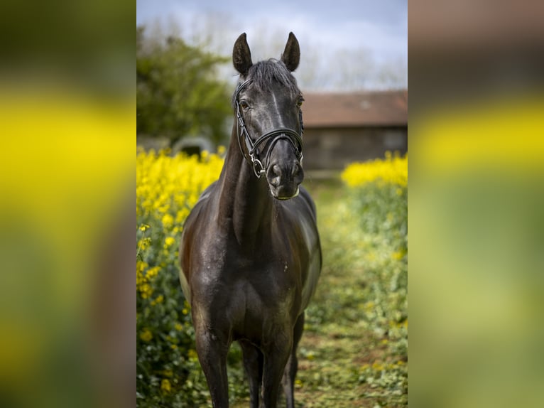 Menorquiner Sto 9 år 159 cm Svart in Mairy Mainville