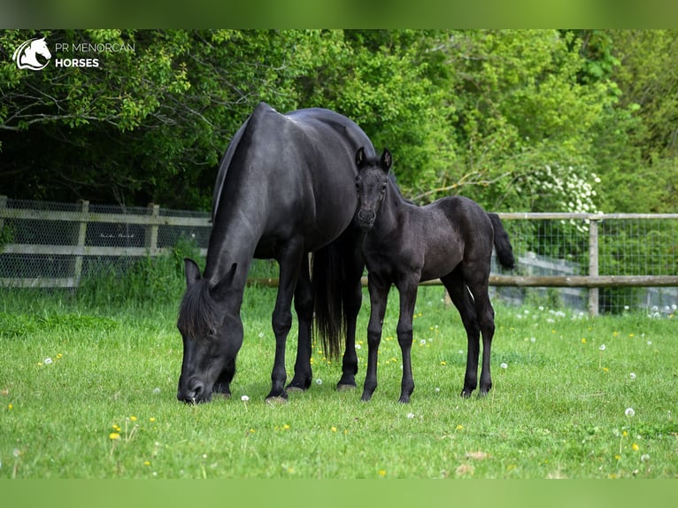 Menorquiner Stute 11 Jahre 159 cm Rappe in kent