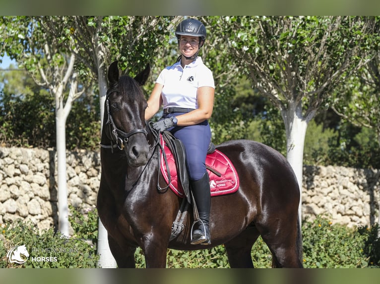 Menorquiner Stute 11 Jahre 159 cm Rappe in kent