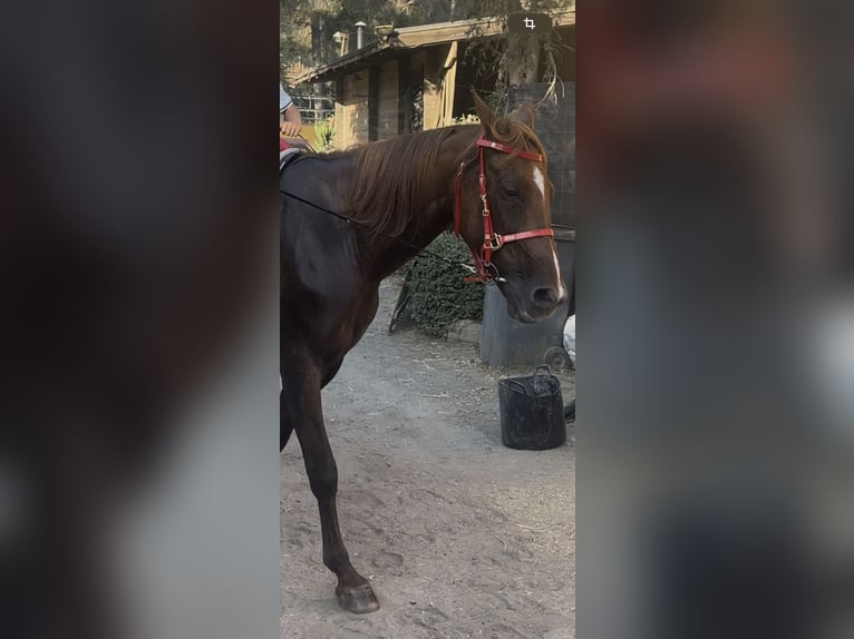 Menorquiner Stute 13 Jahre 165 cm Fuchs in Barcelona