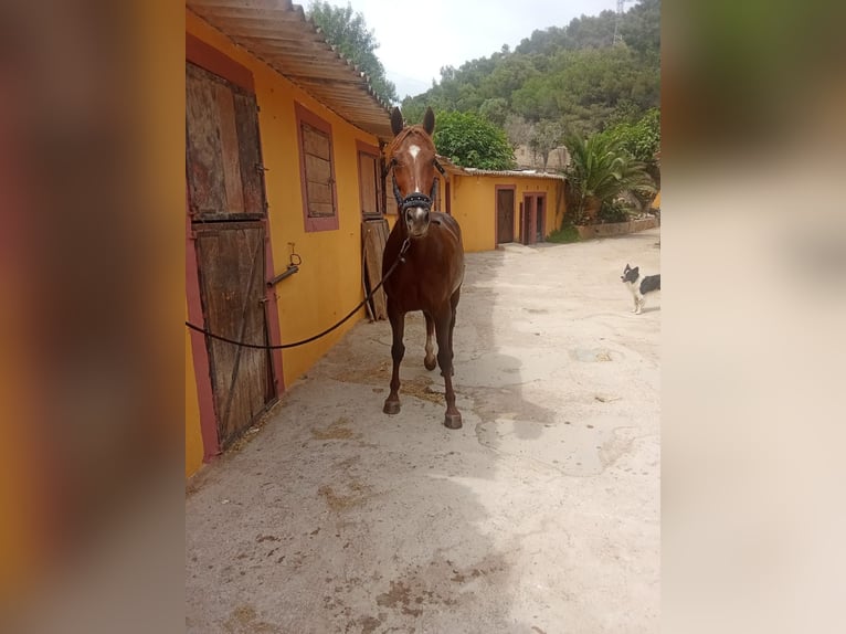 Menorquiner Stute 13 Jahre 165 cm Fuchs in Barcelona