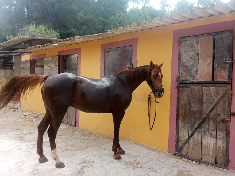Menorquiner Stute 13 Jahre 165 cm Fuchs in Barcelona
