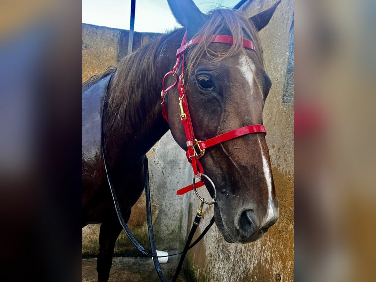 Menorquiner Stute 13 Jahre 165 cm Fuchs in Barcelona