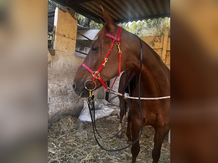Menorquiner Stute 13 Jahre 165 cm Fuchs in Barcelona