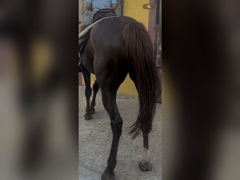 Menorquiner Stute 13 Jahre 165 cm Fuchs in Barcelona