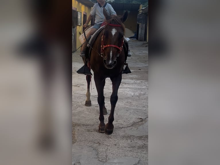 Menorquiner Stute 13 Jahre 165 cm Fuchs in Barcelona