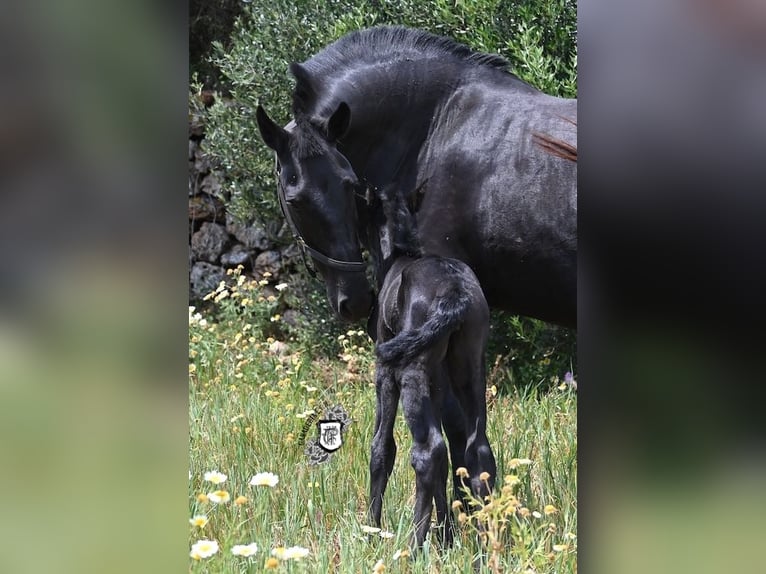 Menorquiner Stute 17 Jahre 165 cm Rappe in Menorca