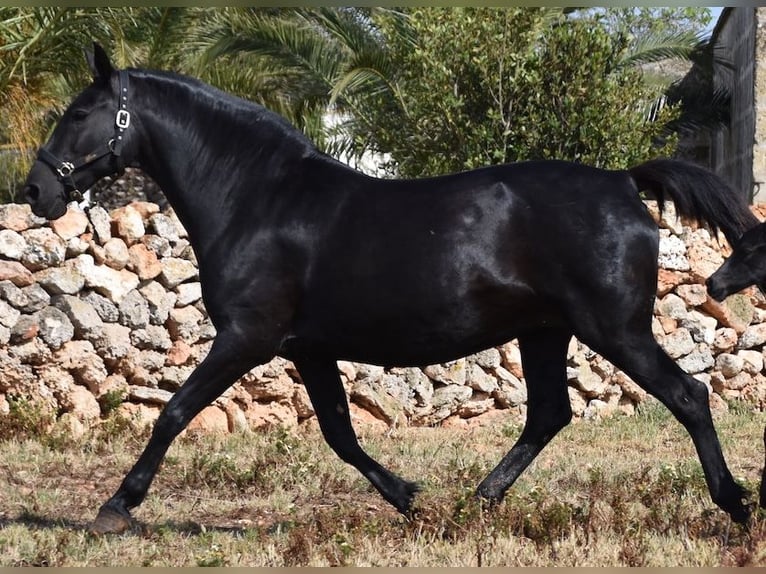 Menorquiner Stute 17 Jahre 165 cm Rappe in Menorca
