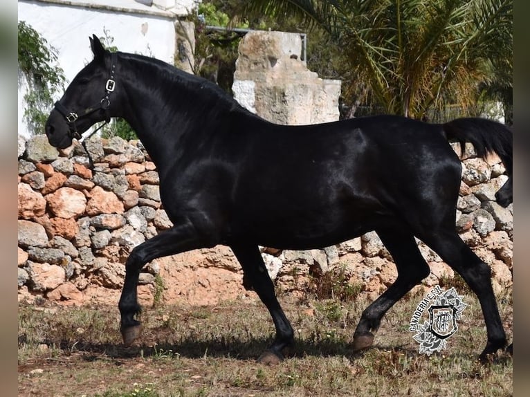 Menorquiner Stute 17 Jahre 165 cm Rappe in Menorca
