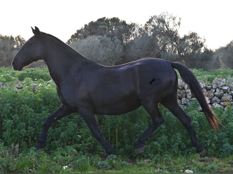 Menorquiner Stute 19 Jahre 160 cm Rappe in Menorca