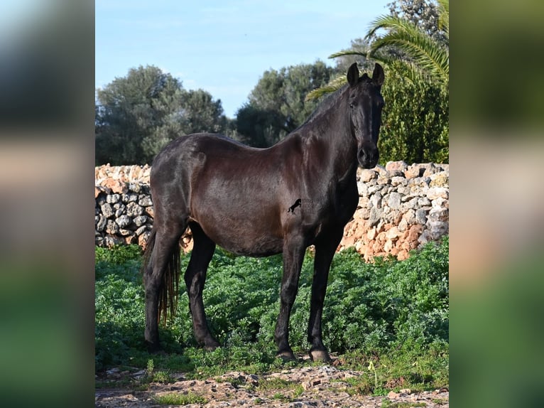 Menorquiner Stute 19 Jahre 160 cm Rappe in Menorca