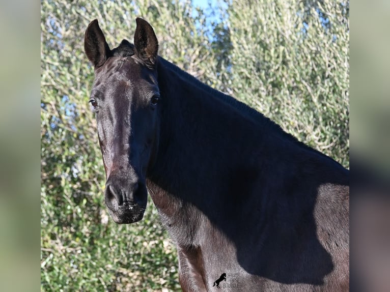 Menorquiner Stute 19 Jahre 160 cm Rappe in Menorca