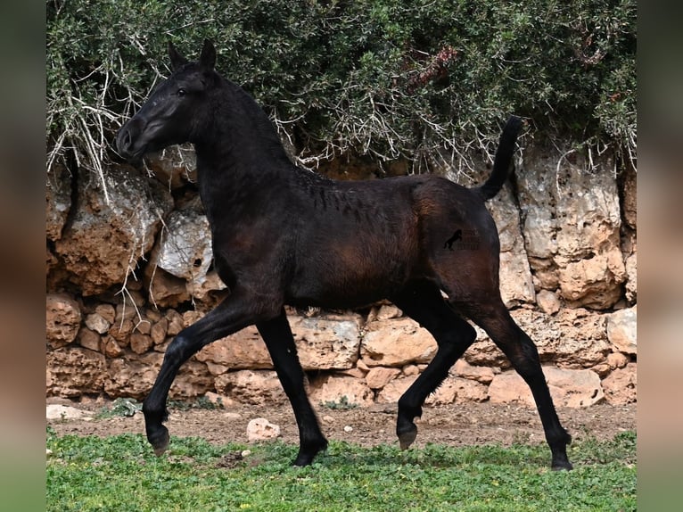 Menorquiner Stute 1 Jahr 155 cm Rappe in Menorca