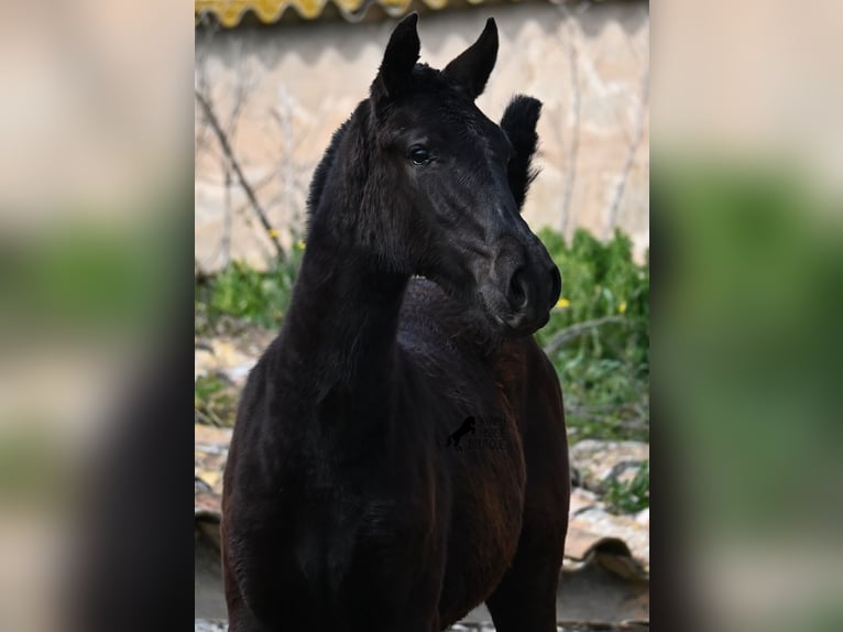 Menorquiner Stute 1 Jahr 155 cm Rappe in Menorca