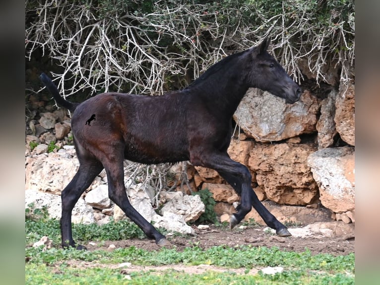 Menorquiner Stute 1 Jahr 155 cm Rappe in Menorca