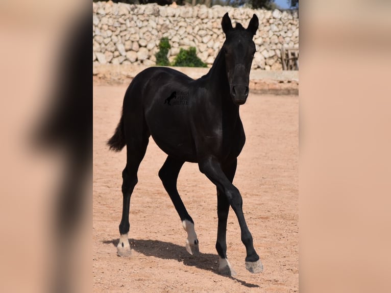 Menorquiner Stute 1 Jahr 155 cm Rappe in Menorca