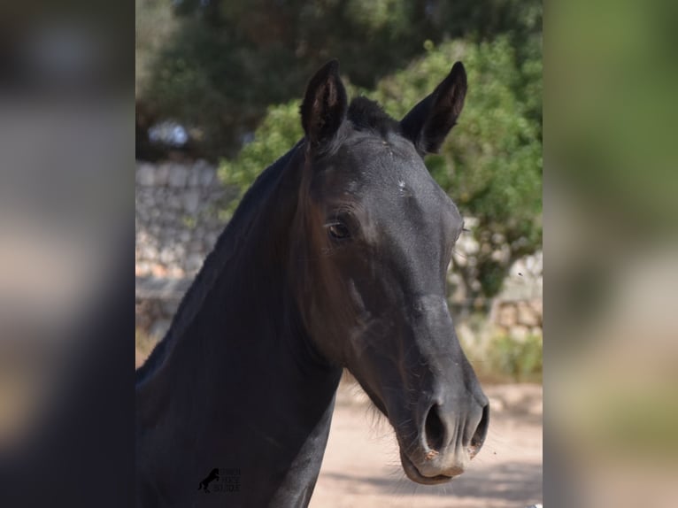 Menorquiner Stute 1 Jahr 155 cm Rappe in Menorca