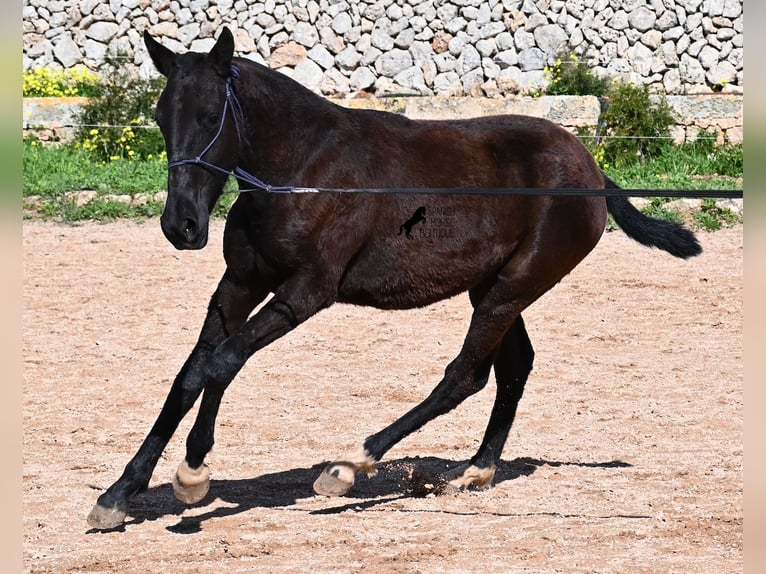 Menorquiner Stute 1 Jahr 155 cm Rappe in Menorca