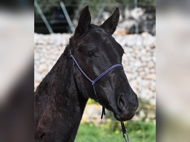 Menorquiner Stute 1 Jahr 155 cm Rappe in Menorca