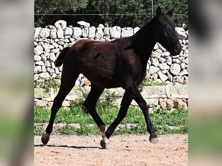 Menorquiner Stute 1 Jahr 155 cm Rappe in Menorca