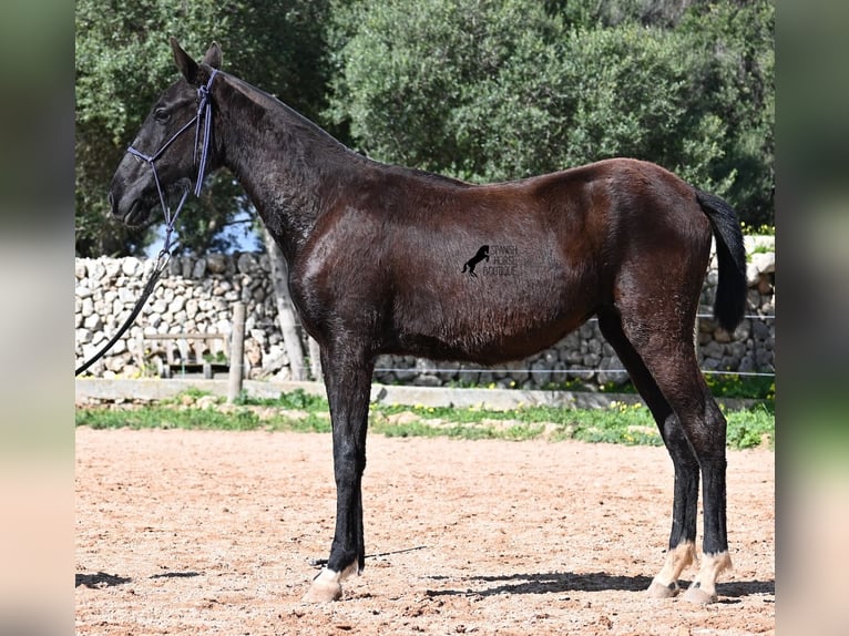 Menorquiner Stute 1 Jahr 155 cm Rappe in Menorca