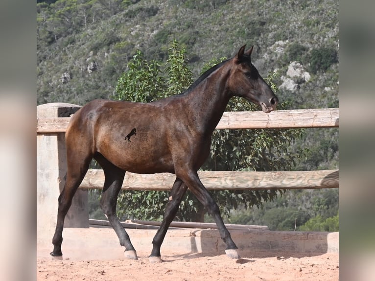 Menorquiner Stute 1 Jahr 156 cm Rappe in Menorca