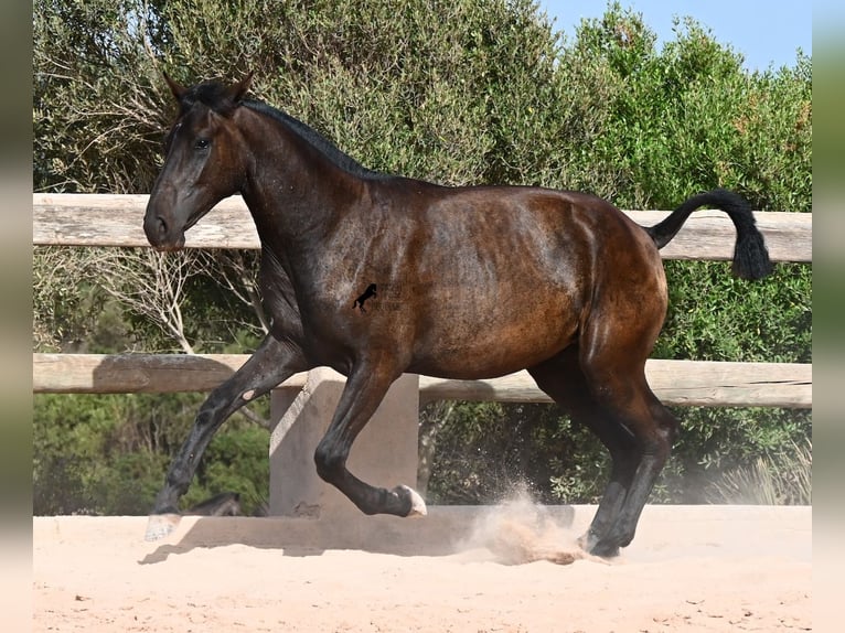 Menorquiner Stute 1 Jahr 156 cm Rappe in Menorca