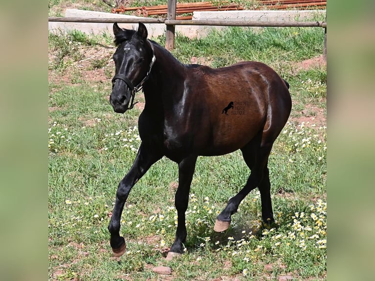 Menorquiner Stute 1 Jahr 156 cm Rappe in Menorca