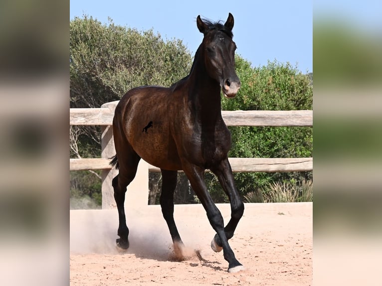 Menorquiner Stute 1 Jahr 156 cm Rappe in Menorca