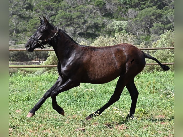 Menorquiner Stute 1 Jahr 156 cm Rappe in Menorca