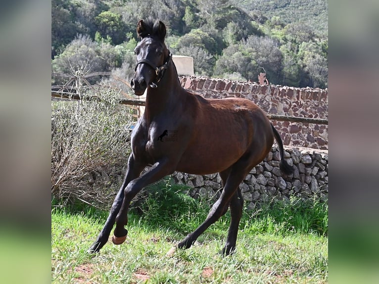 Menorquiner Stute 1 Jahr 156 cm Rappe in Menorca