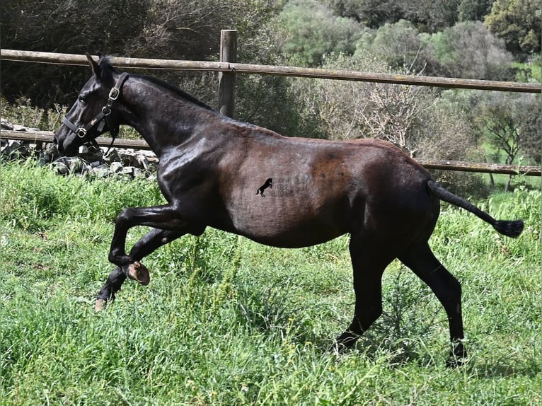 Menorquiner Stute 1 Jahr 156 cm Rappe in Menorca