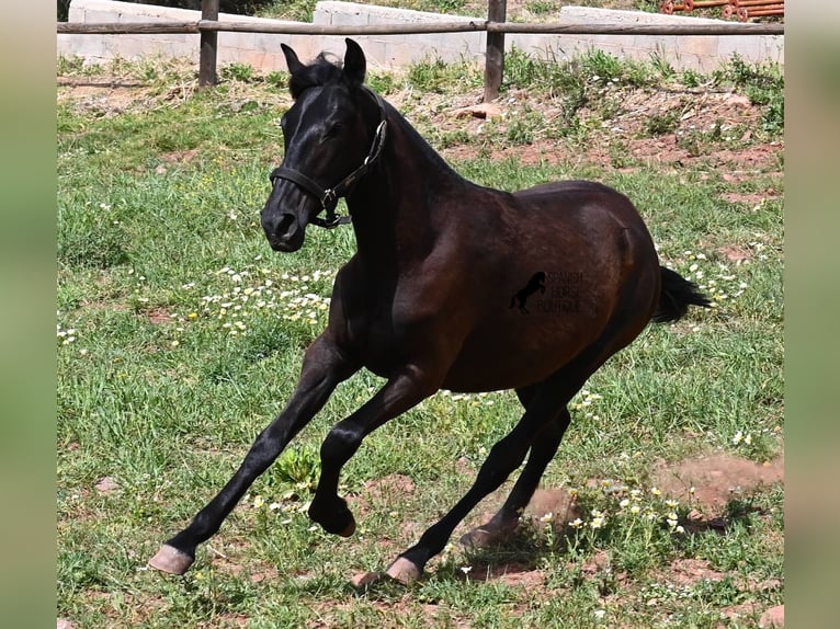 Menorquiner Stute 1 Jahr 156 cm Rappe in Menorca