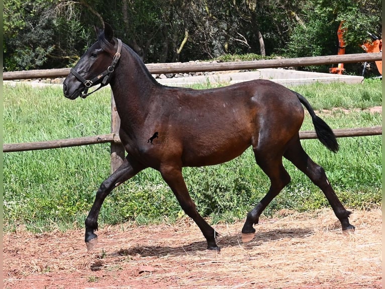 Menorquiner Stute 1 Jahr 156 cm Rappe in Menorca