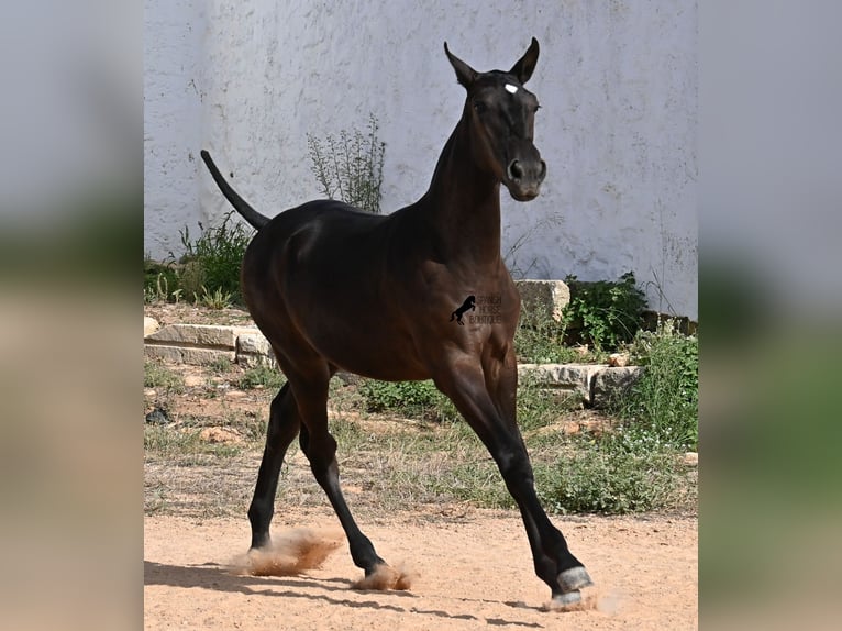 Menorquiner Stute 1 Jahr 160 cm Rappe in Menorca