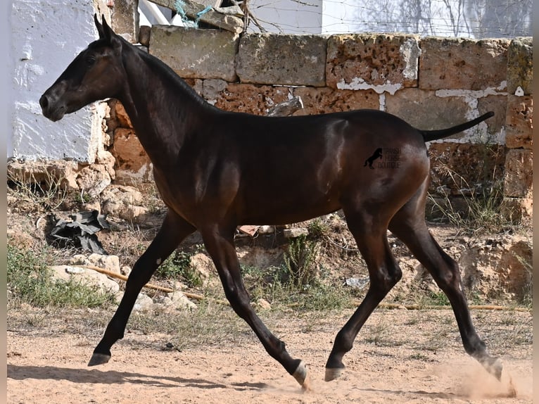 Menorquiner Stute 1 Jahr 160 cm Rappe in Menorca