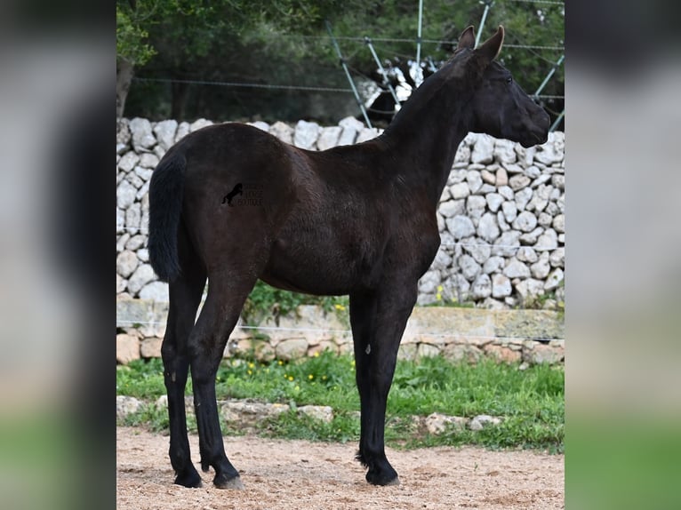 Menorquiner Stute 1 Jahr 160 cm Rappe in Menorca