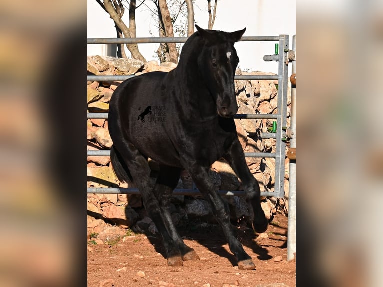 Menorquiner Stute 1 Jahr 160 cm Rappe in Menorca
